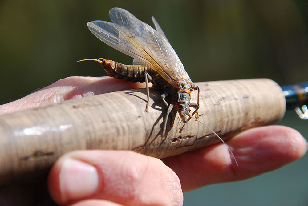 What is a Salmonfly and Why Do Anglers Love Them?