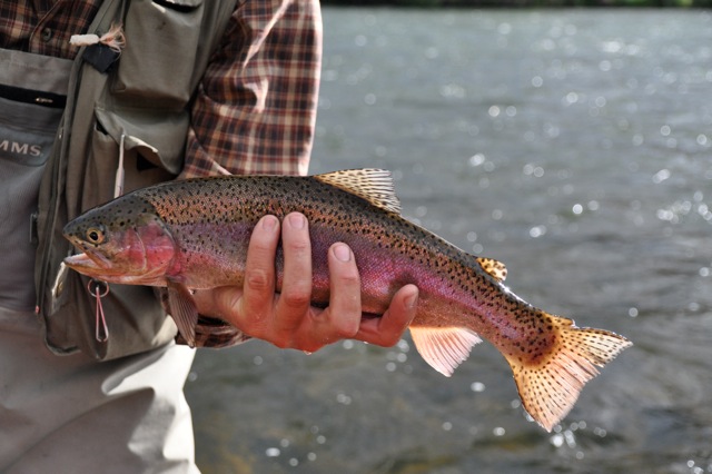 steelhead trout - Deschutes River, Maupin Oregon