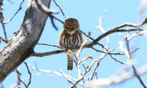 Northern pygmy owl - birdwatching in Maupin